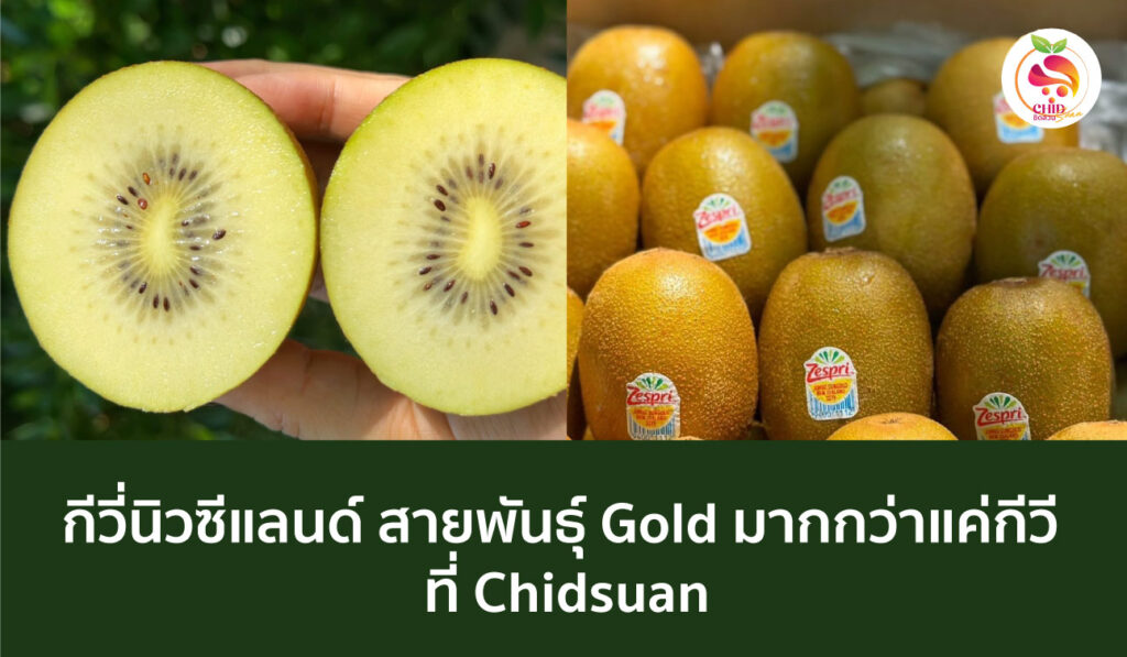 กีวี่นิวซีแลนด์ สายพันธุ์ Gold