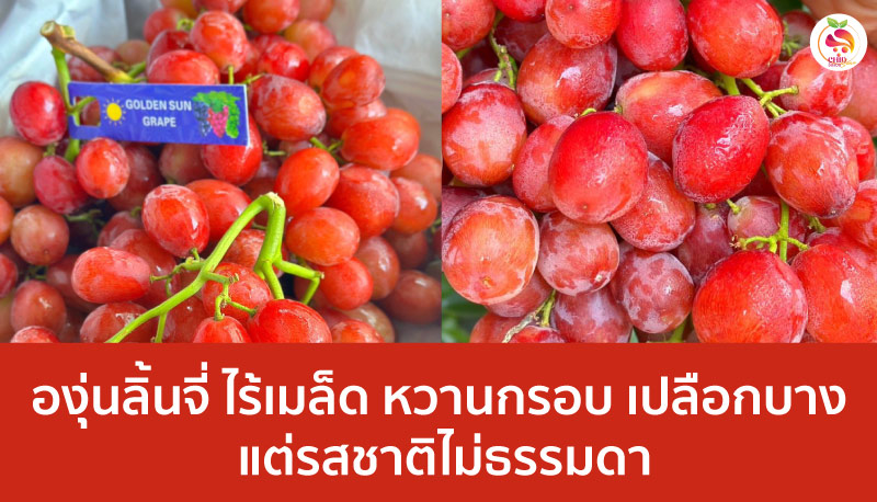 องุ่นลิ้นจี่ ไร้เมล็ด