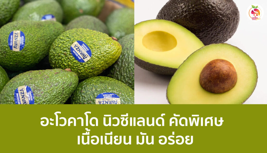 อะโวคาโด นิวซีแลนด์