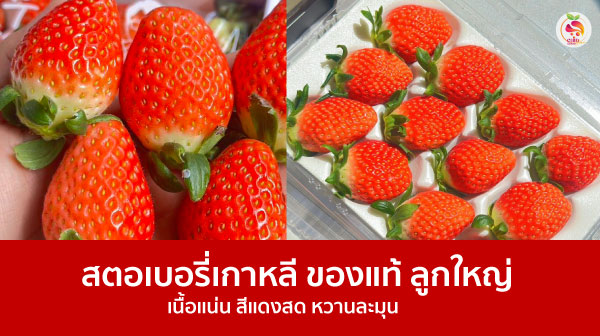 สตอเบอรี่เกาหลี
