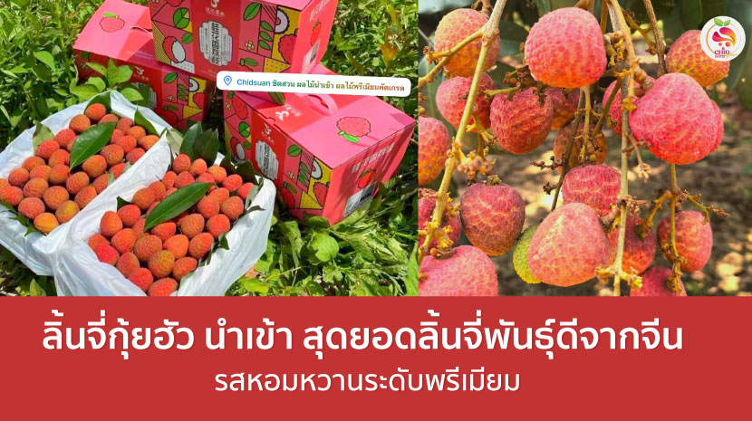 ลิ้นจี่กุ้ยฮัว
