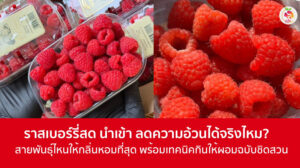 ​ราสเบอร์รี่สด