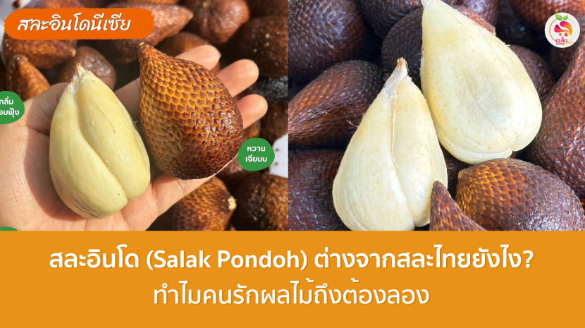 สละอินโด