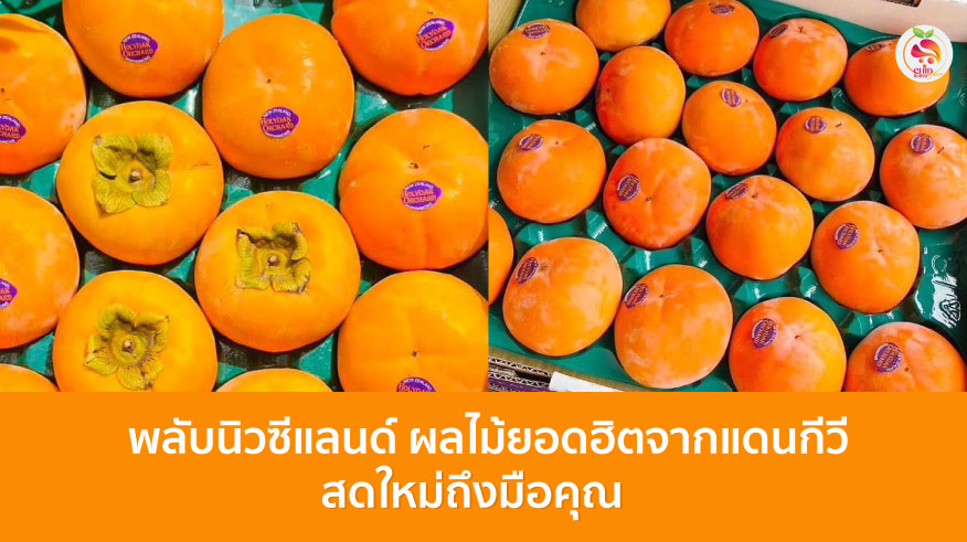 พลับนิวซีแลนด์