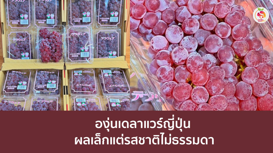 องุ่นเดลาแวร์ญี่ปุ่น