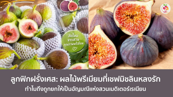 ลูกฟิกฝรั่งเศส